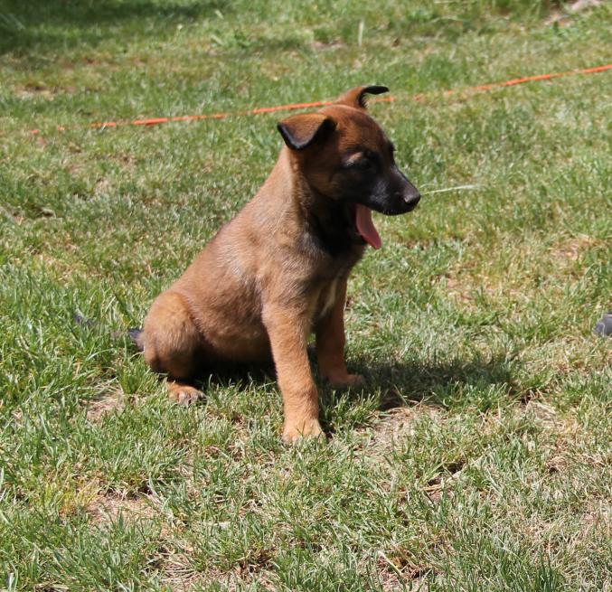 Chiot Malinois