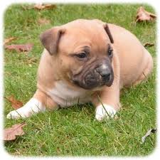 Chiot  staffordshire bull terrier dit staffie