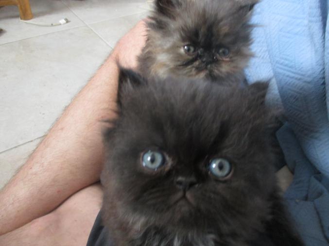 Chatons persans a réserver