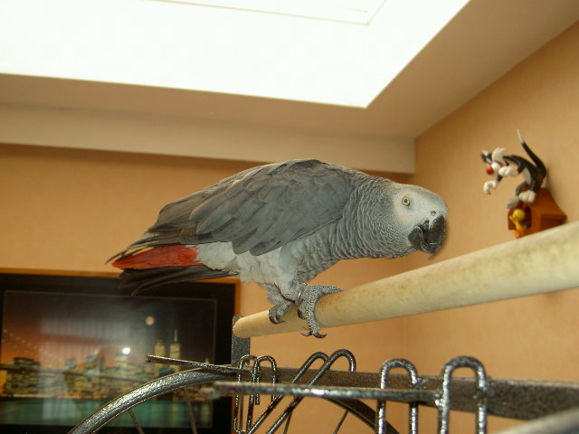 Donne Perroquet Gris du Gabon