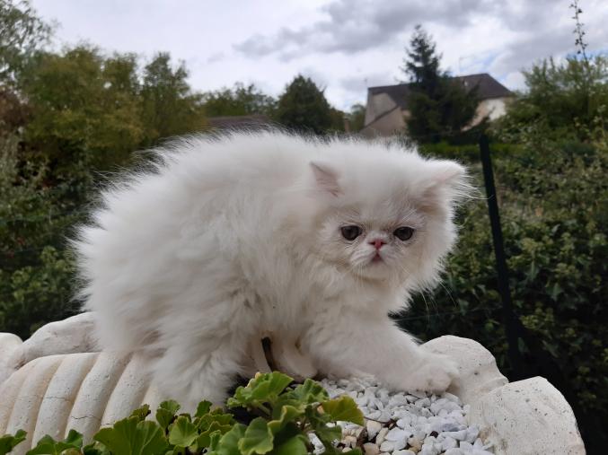 Chaton PERSAN LOOF