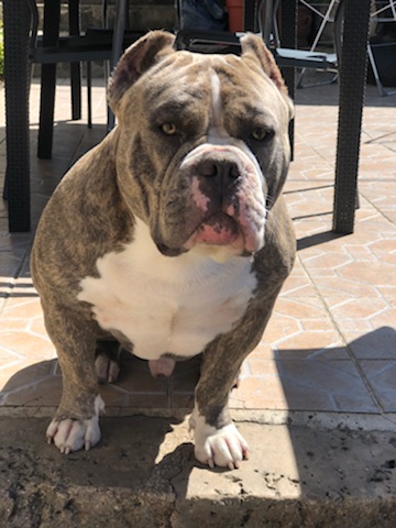 American Bully muscletones