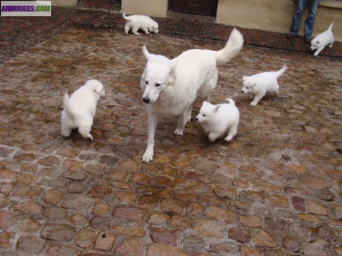 Chiots bergers blanc