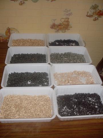 Divers graines de fleurs et autre