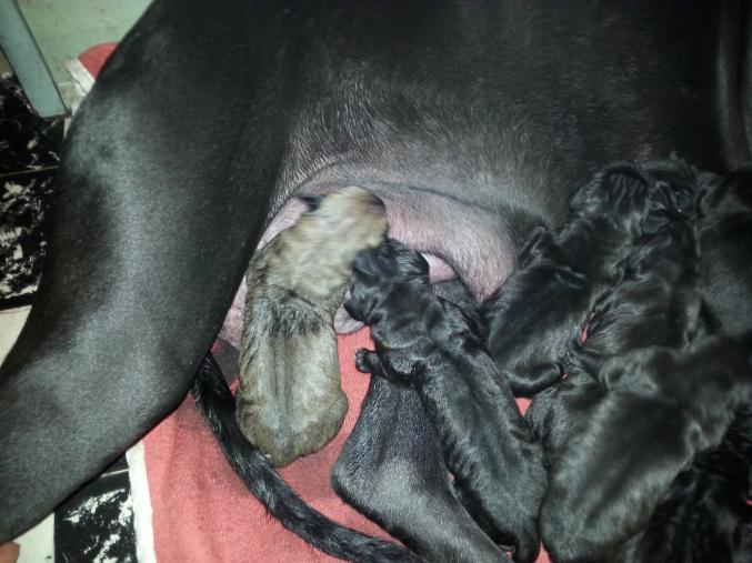 A reserver bèbè dogue allemand non loftè