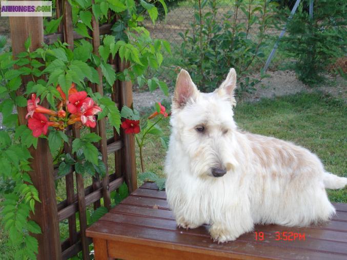 A RESERVER CHIOTS SCOTTISH FROMENT