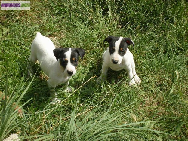 Chiots type jack russell