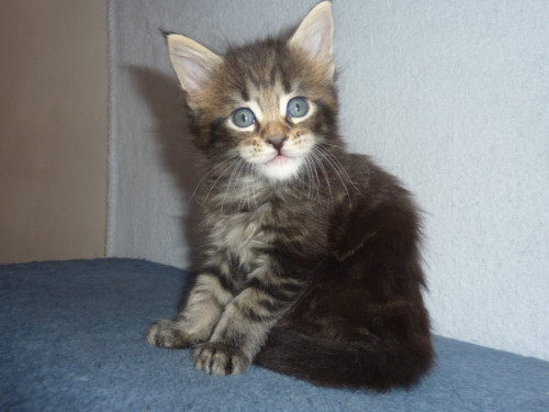 Magnifiques chatons maine coon male et femelle disponibles
