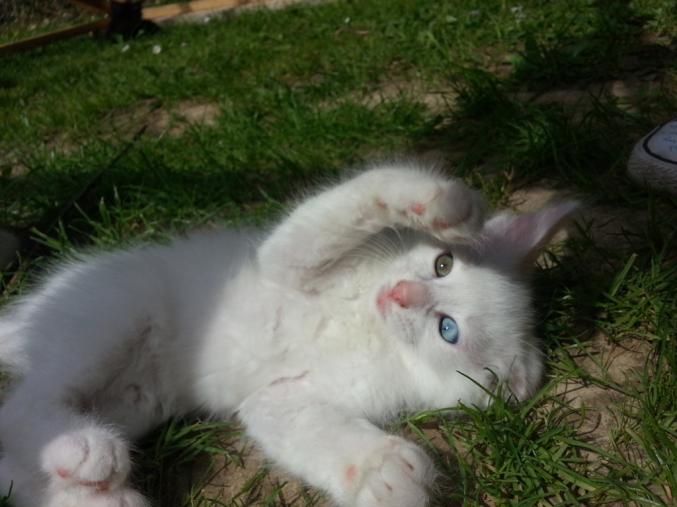 Adorable Chaton ANGORA TURC Blanc, yeux Vairons