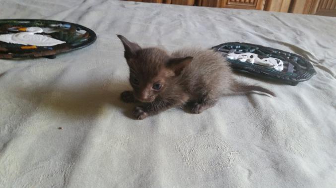 Type Siamois oriental 