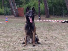 Chiots berger belge malinois LOF