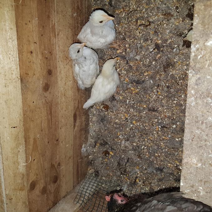 Poussins Divers Races