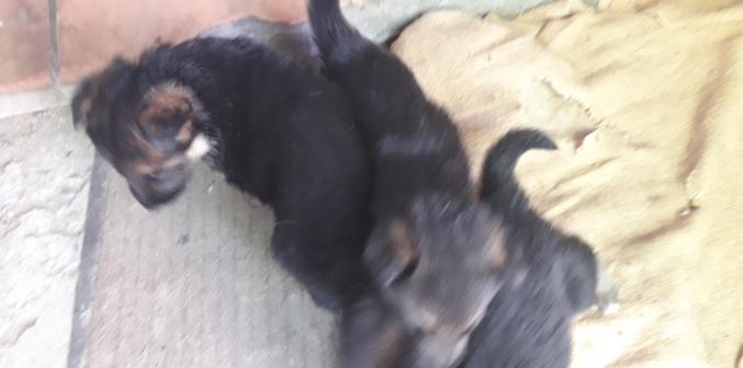 Chiots berger allemand pur race