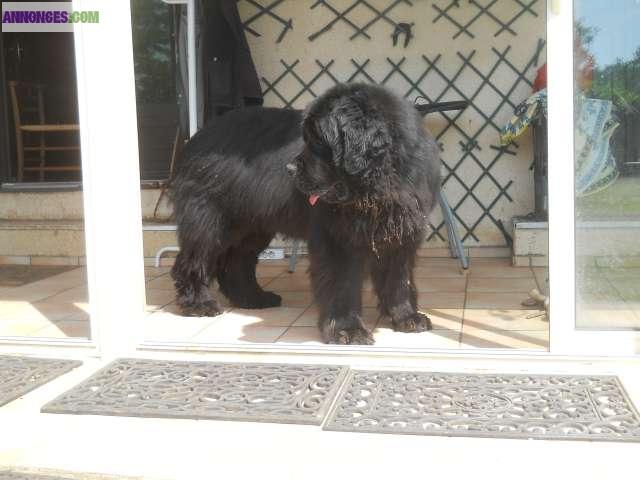 Saillies terre neuve