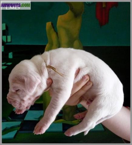 Chiots dogues argentins