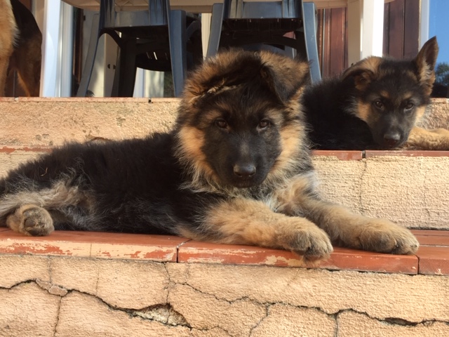 Chiots berger allemand