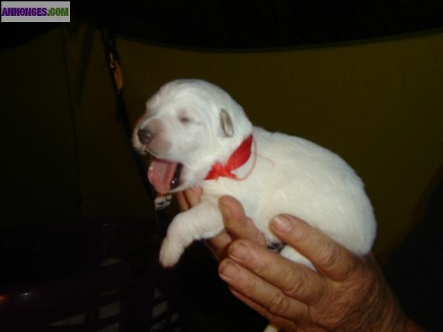 Chiot blanc berger suisse