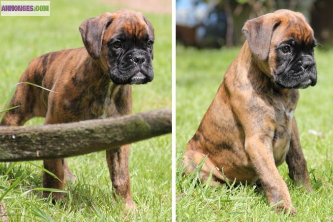 Chiot boxer LOF