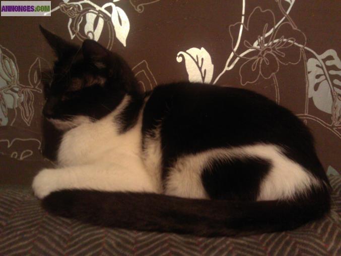 Donne chipie et sakura