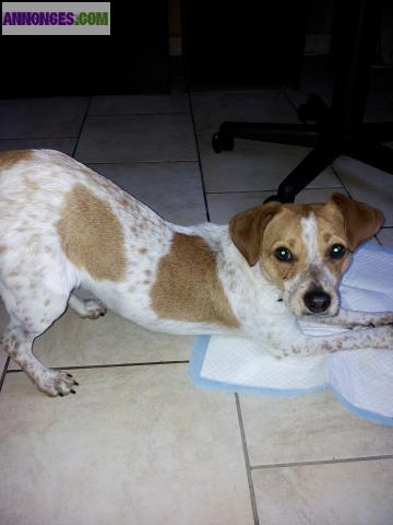 Chien type jack russel