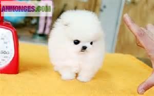  chiots spitz pomeranian miniature (theacup) 