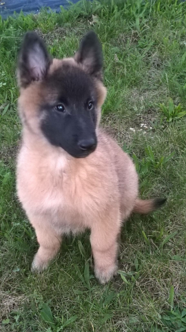 CHIOTS BERGER BELGE TERVUEREN