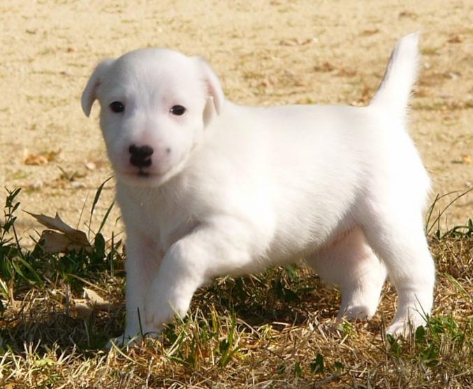 Fox terrier pure race LOF