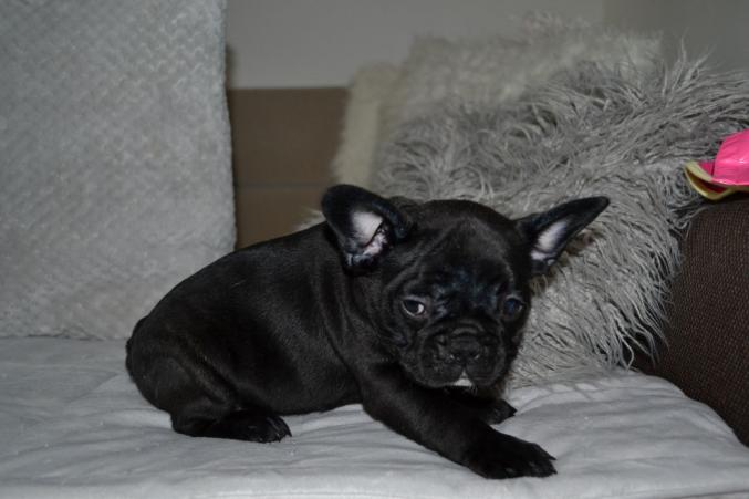 Adorable français a adopter