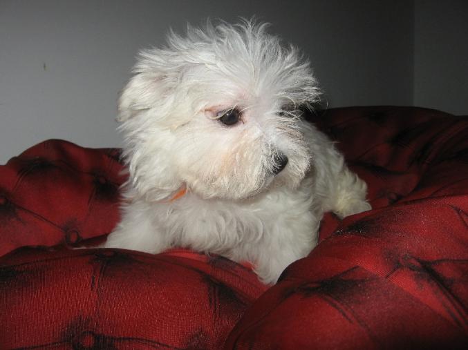 Bébé chiot chiot type bichon maltais femelle A donner