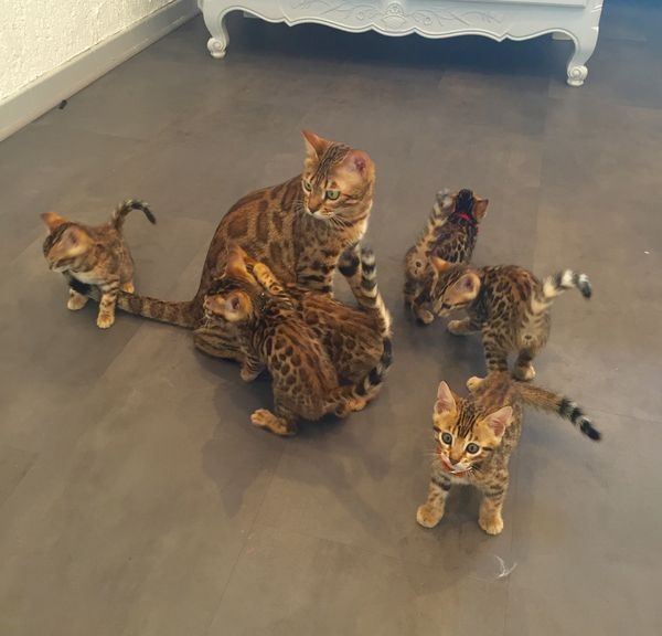 Chatons bengal a reservé