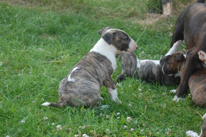 Superbes chiots bull terrier male et femelle non LOF
