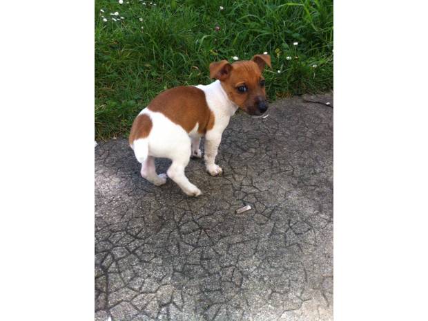 Adoption chiots type jack russel Lof