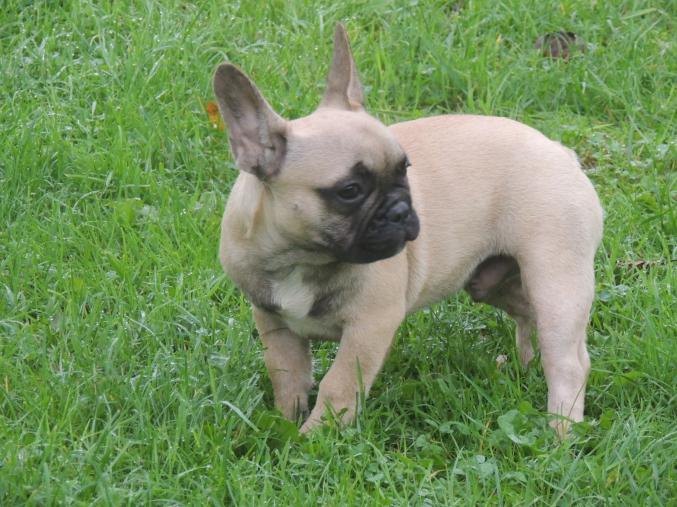 Chiots bouledogue français fauve