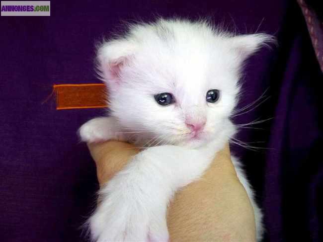 Maine coon black silver blotched tabby e