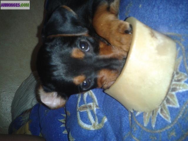 à vender pinscher nain noir et feu non LOF