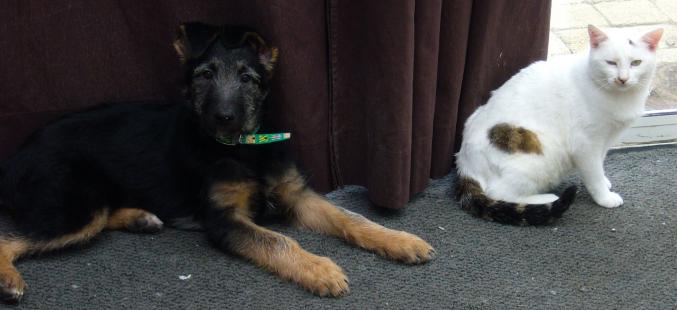 Garde, visite animaux
