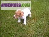 Chiots type Parson Russel