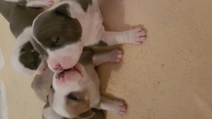 A réserver chiot amstaff