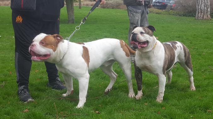 CHIOT bouledogue Americain