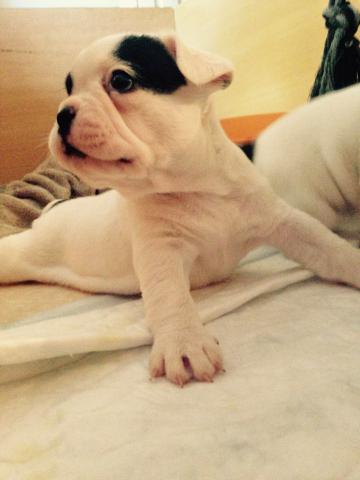 Bouledogue français 