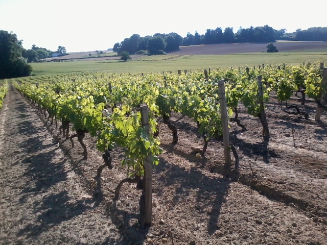 Vend vignoble cause santé