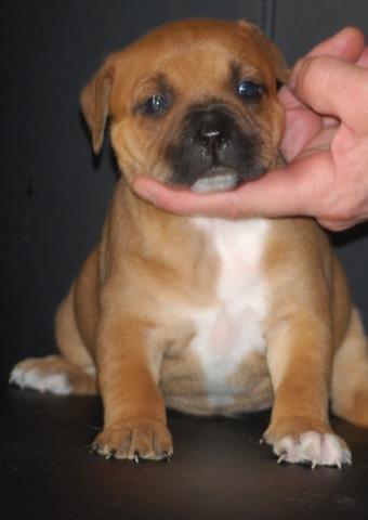 Chiots staffordshire bull terrier (staffie)
