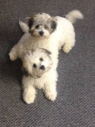 Chiots type bichon frisés