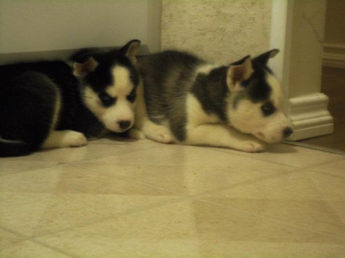 Husky de Siberie  LOF