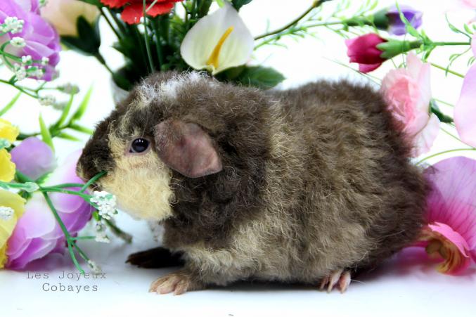 Cochon d'Inde US Teddy