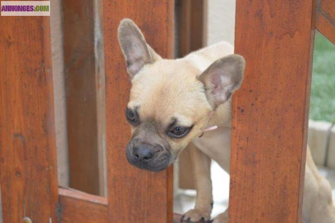 Bébé femelle type chihuahua de 7 mois