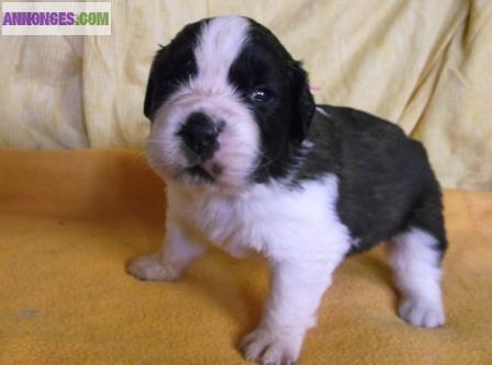Chiots Saint bernard inscrit au LOF
