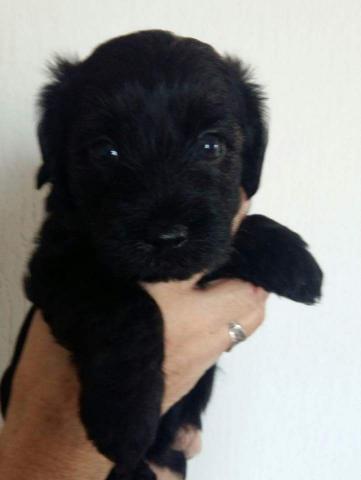 CHIOTS CROISE YORKSHIRE - CANICHE