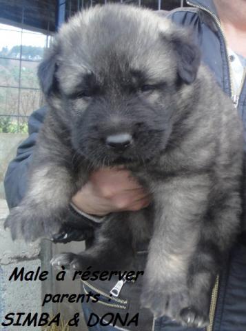 Réservations chien de garde berger yougoslave