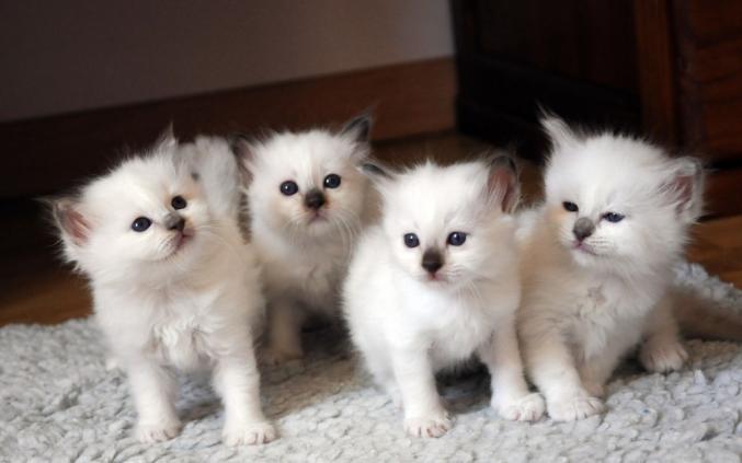 2 mâles et 2 femelles chatons Sacré de Birmanie